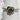 Pandora Ring 5.5-Ring-Pandora-Green/Silver-5.5-New-Consignment Cat