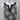 White House Black Market Dress Medium
