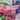 Lilly Pulitzer Shorts 0